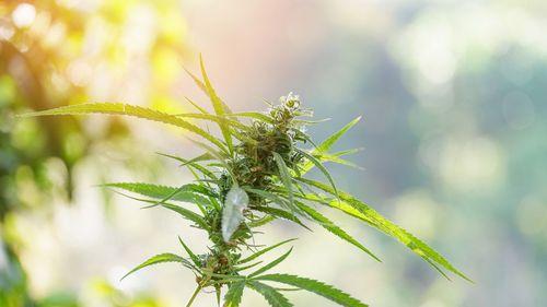 Imagem da noticia: Além do CBD: estudo investiga ação anti-inflamatória de canabinoides menores