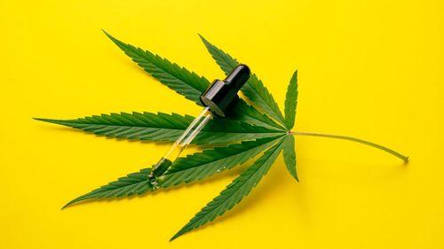Pesquisa indica que cannabis medicinal pode substituir opioides e outros fármacos prescritos