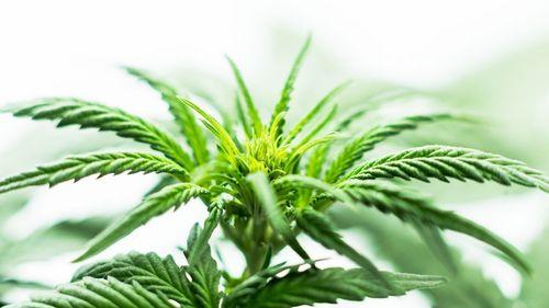 Imagem da noticia: Cannabis medicinal é legal no Brasil? Veja o que diz a Anvisa e o STF em 2026