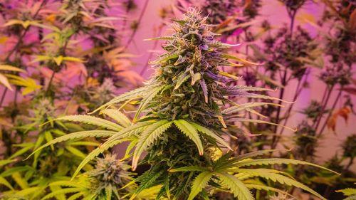 Imagem da noticia: Nova técnica com infravermelho promete precisão na análise de óleos de cannabis