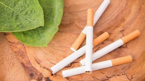 Imagem da noticia: Plantas são transformadas em biofábricas de psicodélicos, revela estudo