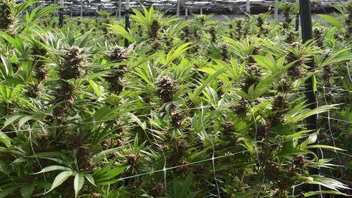 Cannabis no Brasil: associações avançam com apoio científico