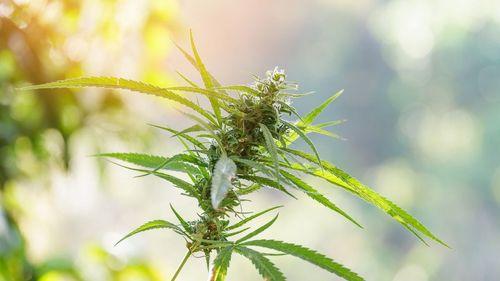 Imagem da noticia: Brasil consolida mercado de cannabis medicinal mais maduro e estruturado