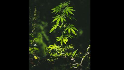 Imagem da noticia: Qualidade, confiança e inovação: a proposta da Be Natural para a nova era da cannabis medicinal no Brasil
