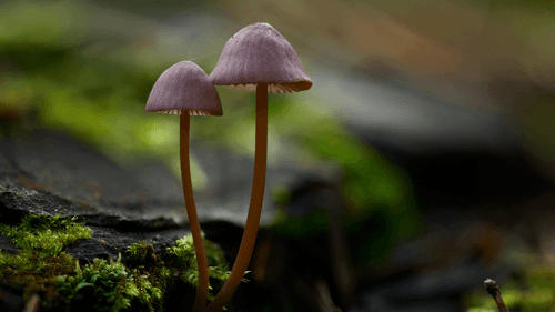 Imagem da noticia: Psilocibina na Finlândia: cogumelos psicodélicos seguem proibidos por lei