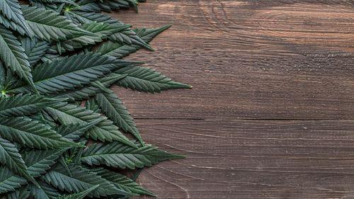 qui - Direção após uso de cannabis: o que diz novo estudo observacional