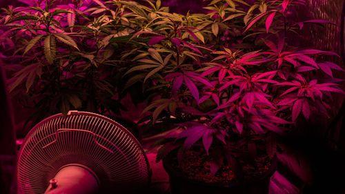 Imagem da noticia: Cultivo doméstico de cannabis avança nos EUA impulsionado por temor de produtos contaminados