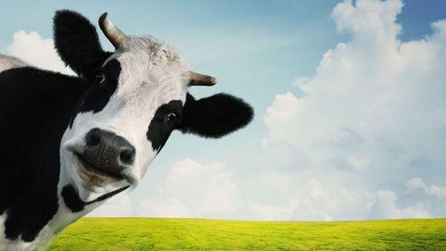 Imagem da noticia: Resíduo de cannabis reduz em até 34% o metano produzido por bovinos, aponta novo estudo