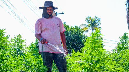 Imagem da noticia: Rio de Janeiro advances in research on medicinal cannabis with partnership between UFRRJ and patient association