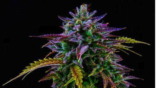 Imagem da noticia: Canabinoides menores: entenda o potencial da planta além do THC e CBD