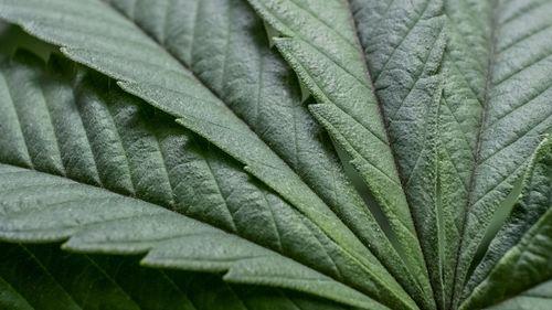 Imagem da noticia: Portaria SDR/MAPA nº 815 abre prazo para sugestões sobre plantas cultivadas no território nacional