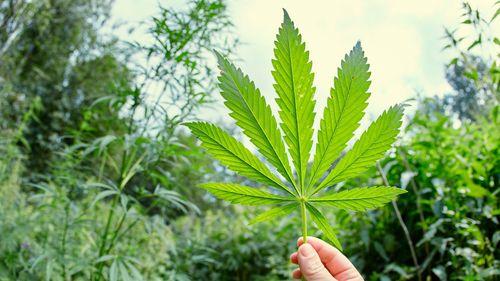 SEX - Nova técnica utiliza luz para prever teor de canabinoides semanas antes da colheita