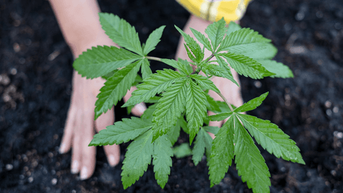 Imagem da noticia: Regulamentação do cultivo de cannabis no Brasil é urgente e benéfica