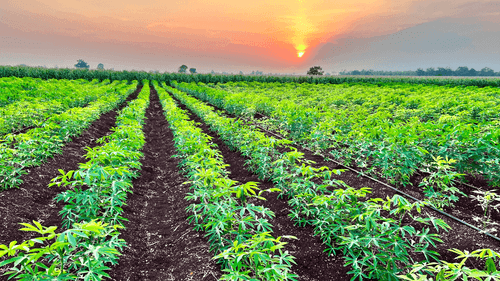 Imagem da noticia: Cânhamo na COP 30: o aliado verde que o Brasil ainda insiste em ignorar