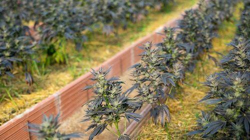 Imagem da noticia: Study points to new method for accurately identifying Cannabis cultivars