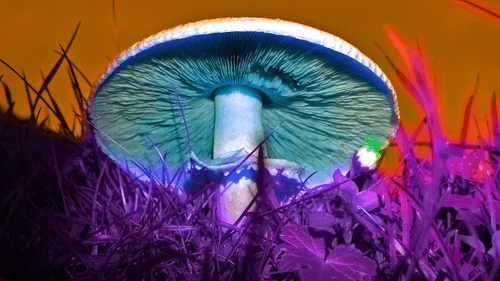 Imagem da noticia: El uso de microdosificación de psicodélicos crece y alcanza a millones de adultos en EE. UU.