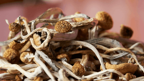 Imagem da noticia: USA: New Jersey takes a new step towards regulating psilocybin therapy
