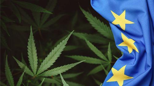 Imagem da noticia: Aurora Cannabis obtém direitos exclusivos sobre duas variedades de cannabis na União Europeia