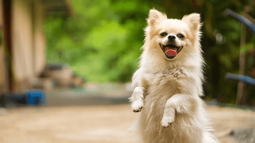 Produtos de cannabis podem ajudar a reduzir agressividade em cães, aponta estudo