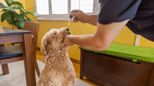 Imagem da noticia: Um olhar sobre as doenças de pets tratáveis com cannabis