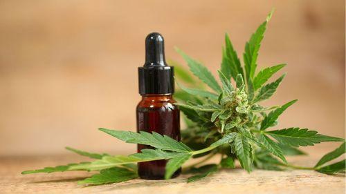 Imagem da noticia: 2026: O ano da consolidação da cannabis medicinal no Brasil