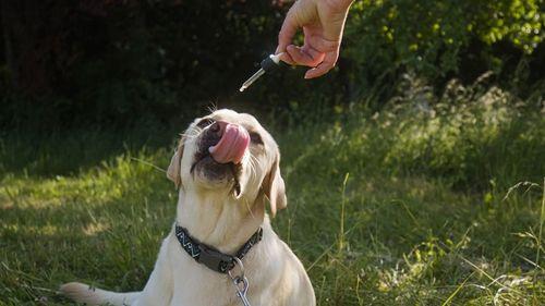 SEG - "Consolida juridicamente o que já havia sido construído", afirma médica-veterinária sobre nova norma da Anvisa