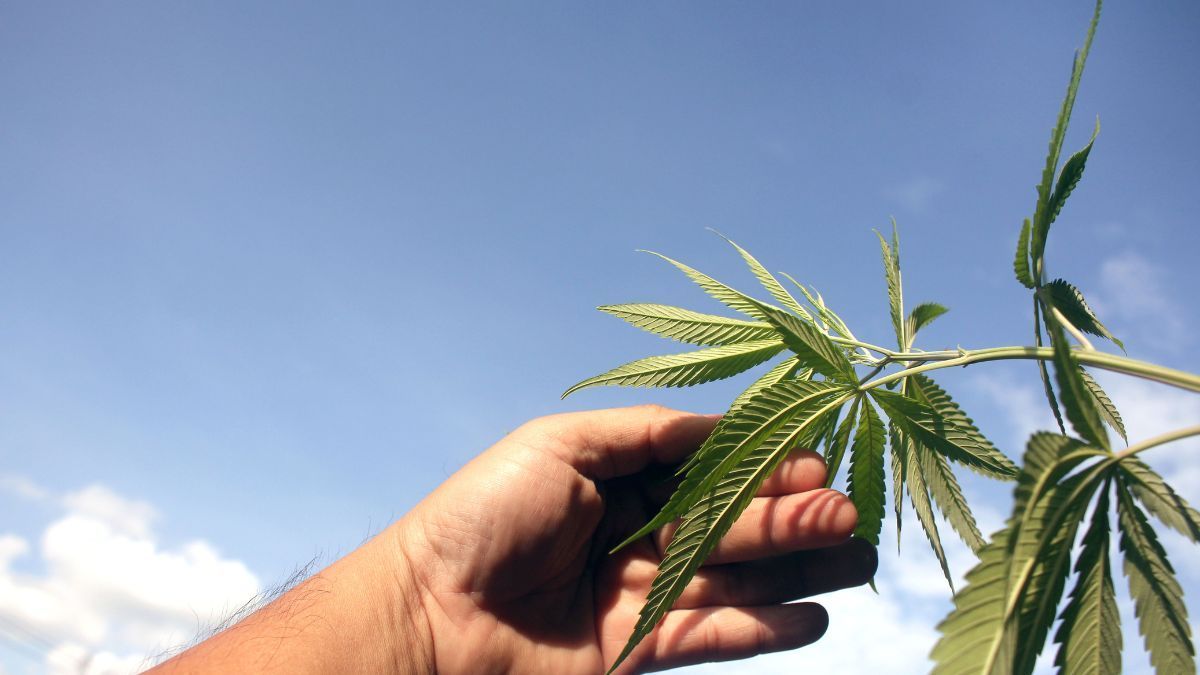 Justiça do DF revoga prisão por cultivo de cannabis medicinal