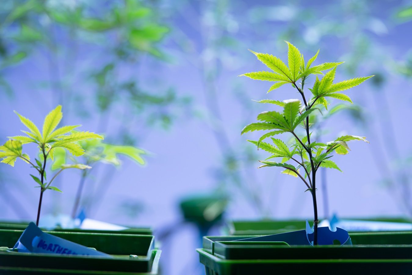 diferenças, espécies, cannabis, maconha sativa, indica, híbrida