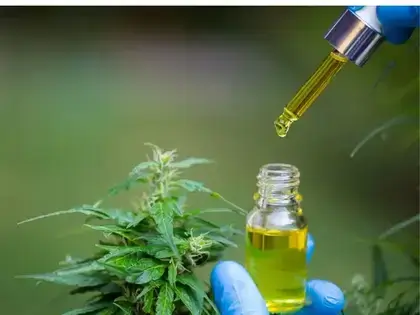 Imagem padrão do editorial: Anvisa proíbe comercialização e uso de produtos de cannabis da Acanne por falta de autorização válida